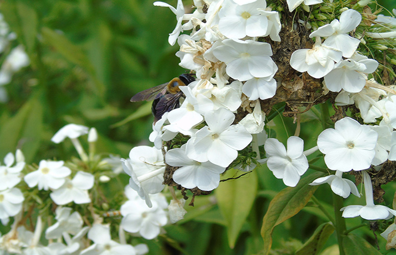 bee