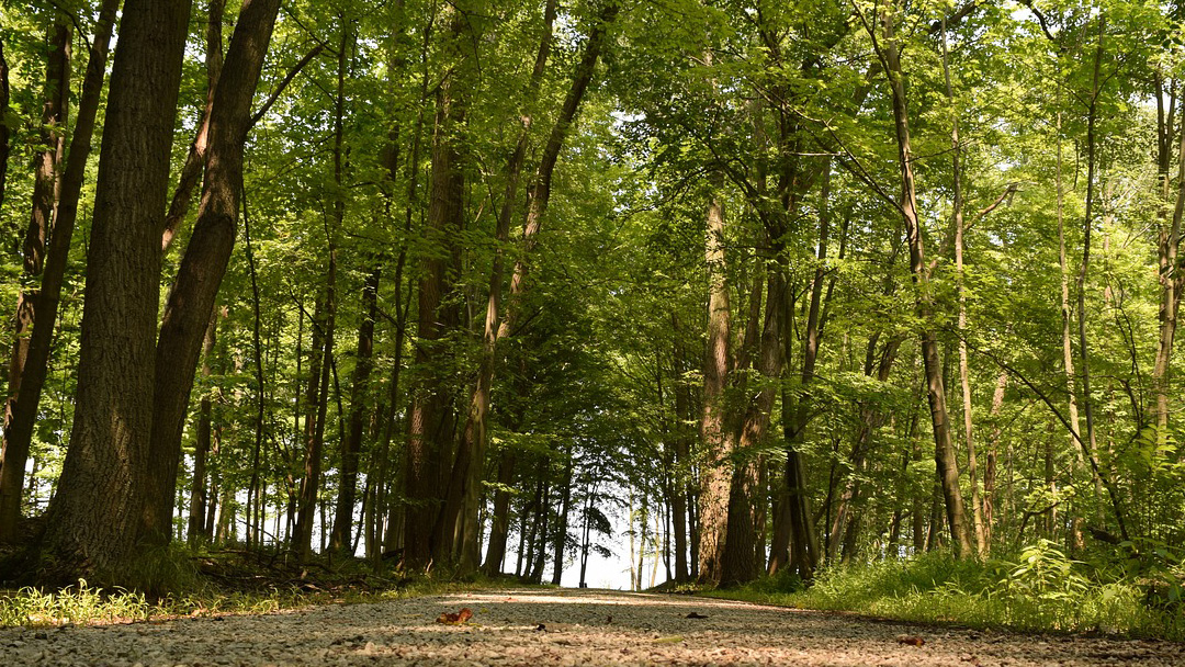 woods